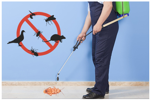 a-perfect-guide-to-anti-termite-treatment-in-gurgaon