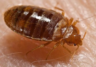 Find the top 10 Bed Bug Exterminators in Gurgaon
