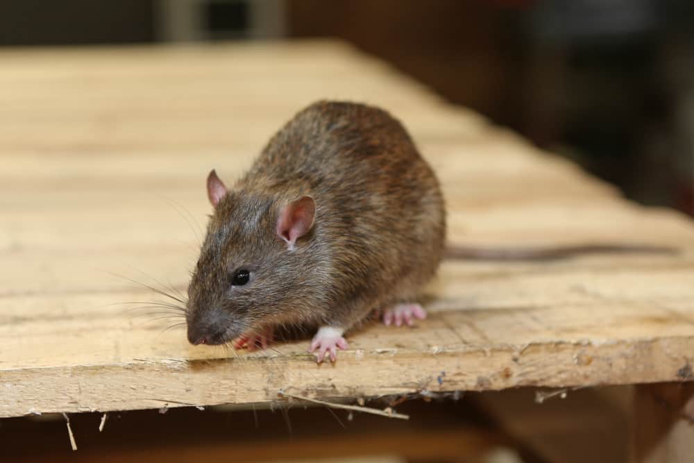 Rodent Control in Gurgaon